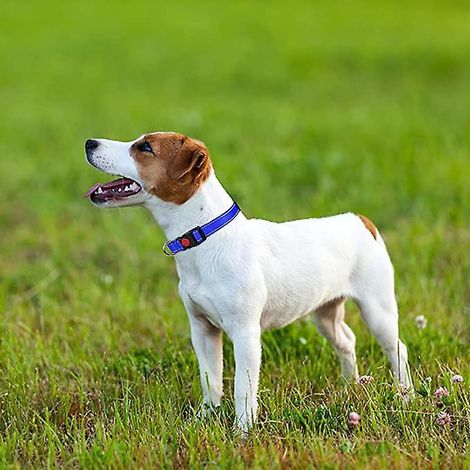 Hundehalsband, klassisches, verstellbares, reflektierendes Nylonhalsband mit weicher, atmungsaktiver Netzpolsterung für kleine Hunde, Blau (1/4)
