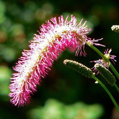 4 x Pimprenelle obtusa - Sanguisorba obtusa  - godet 9x9 cm