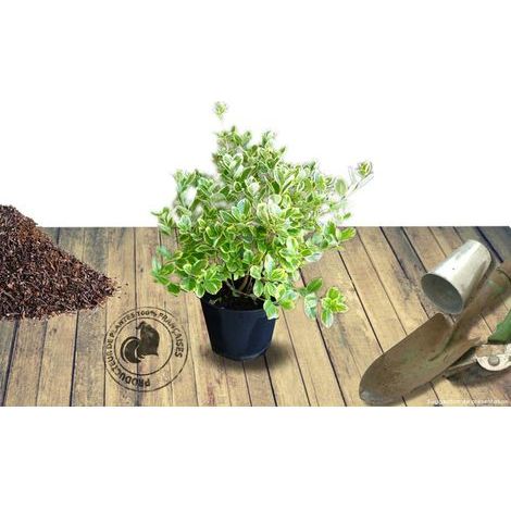 Fusain du Japon Président Gauthier, Euonymus/Pot de 3L (1/2)