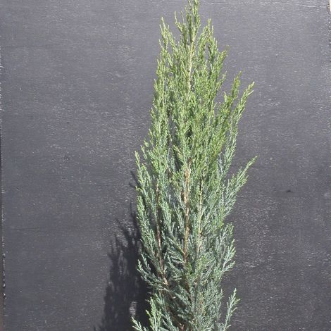 Genévrier des Rocheuses Blue Arrow, Juniperus/Pot de 7,5L - 60/80 cm