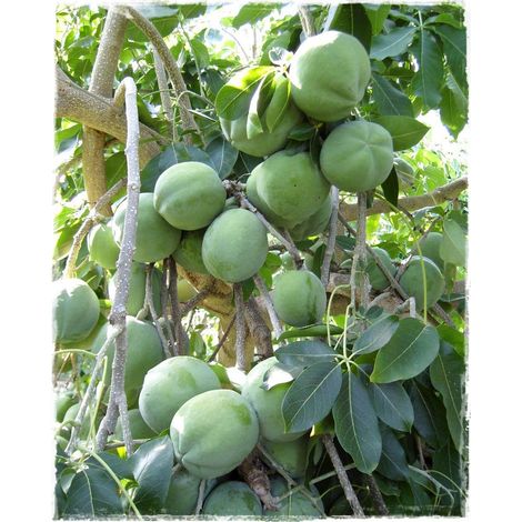Vivaio Garden Forest – Zapote blanche – Casimiroa edulis – Arbre fruitier à feuillage persistant – Hauteur 100 cm – Fleurs parfumées vertes et blanches