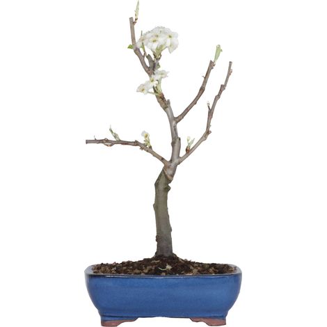 Bonsai di Pero - Pyrus Domestica - Piante Vere da Frutto - H 43-50 cm Vaso Ø 21 cm (1/4)