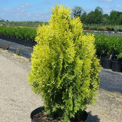 Thuya du Canada orientalis Semperaurea – Pot de 7,5L – Hauteur à maturité 15-20m – Feuillage doré et résistant au froid (1/3)