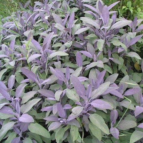 6 x Salvia Officinalis 'Purpurascens' - Sauge véritable en pot de 9 x 9 cm - Variété à feuilles pourpres (1/4)
