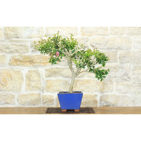 Bonsai di Lagerstroemia a fiore fucsia (43) (1/5)