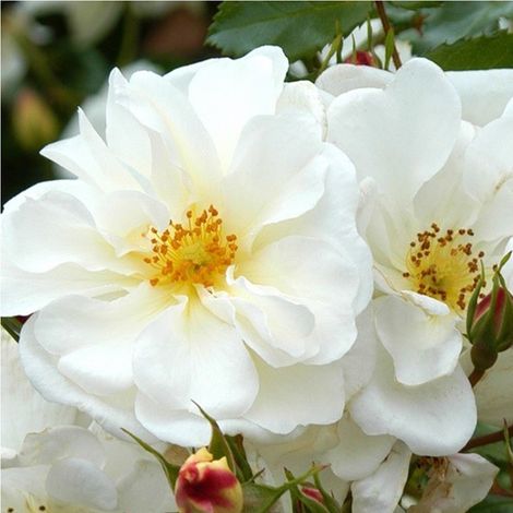 2 x Rosa - Kordes Rigo-rosier - Rosa 'Diamant' (1/5)