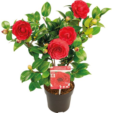 Bloomique - Camellia japonica 'Black Lace' - Rosier du Japon - Buisson - Persistant - Hauteur 30-35 cm (1/5)