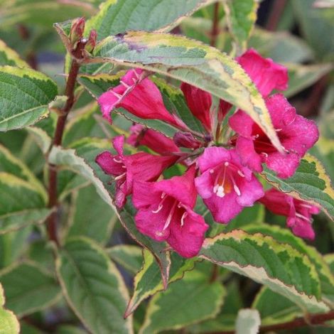 Weigela florida 'Moulin Rouge' 'Moulin Rouge' (Brigela) - 50-60