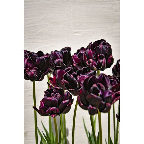 6 bulbes de Tulipe Black Parrot 11/12 - presque noire, fleur perroquet (1/4)