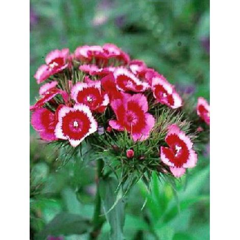 Œillet barbu, œillet du poète 'Indian Carpet' Sachet de 2g (1/2)
