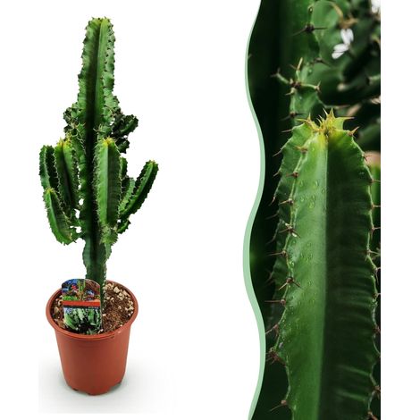 Euphorbia eritrea Plante d'intérieur Arbre à lait africain Succulente Verte Pot 17 cm Hauteur 60 cm - PANGIVO (1/5)