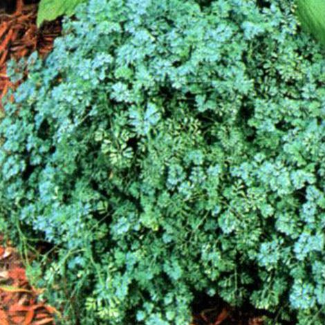 4 x Rue  - Ruta graveolens 'Jackman's Blue'  - godet 9x9 cm