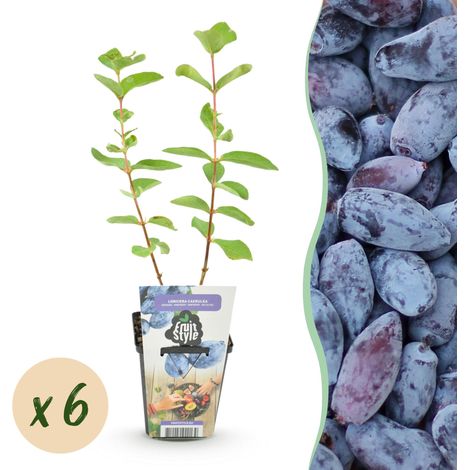 Lot de 6 Plantes Baie de Miel Lonicera caerulea Kamtschatica Rustique Pot 9 cm Fruits Comestibles - PANGIVO (1/5)