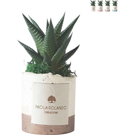 Pianta grassa da interno in vaso bianco decorativo Paola Rolando Flora - Beige