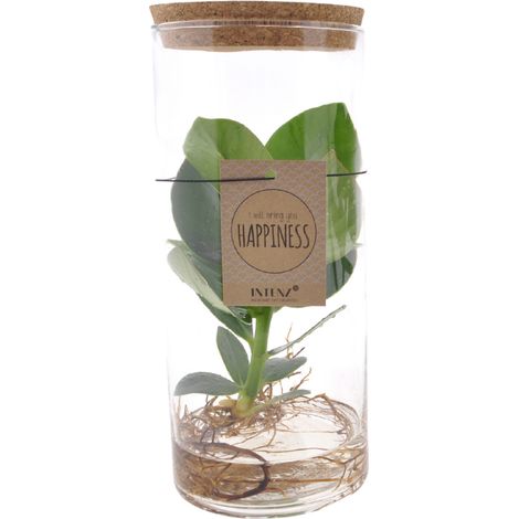 Clusia en Tube de Verre Plante d'Intérieur Hydroponie Ø12 cm Hauteur 30 cm Décoration Salon - PANGIVO
