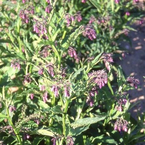 Consoude officinale Purpureum/Godet - 5/20 cm