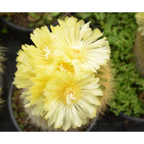 Notocactus leninghausii - notocactus del Brasile - vaso 18 cm (1/2)