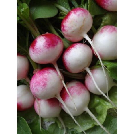 Radis  'National 3' le sachet de 1000 graines (10g) (1/2)