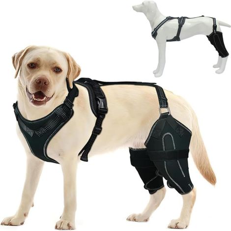 Attelle genou chien rupture LCA, soutien dysplasie hanche et luxation rotule (M) (1/5)