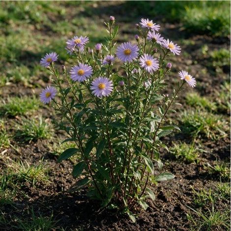 Aster pyrenaeus Lutetia 20cm Godet 9cm - Aster (1/4)