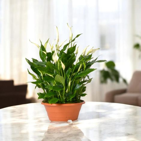 Gardenaria Spathiphyllum 'Bellini' - Pianta da interno ornamentale - Altezza: 45 cm (vaso 23) (1/4)