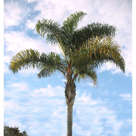 Cocos Plumosa  vaso 35cm H 250 cm (1/2)