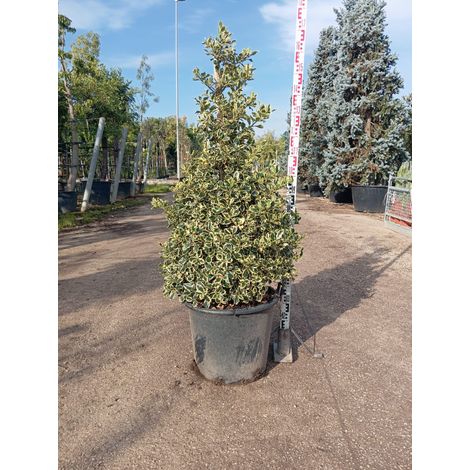 Houx Panaché Ilex Aquifolium Argenteomarginata Pyramide Pot 50 cm (1/4)