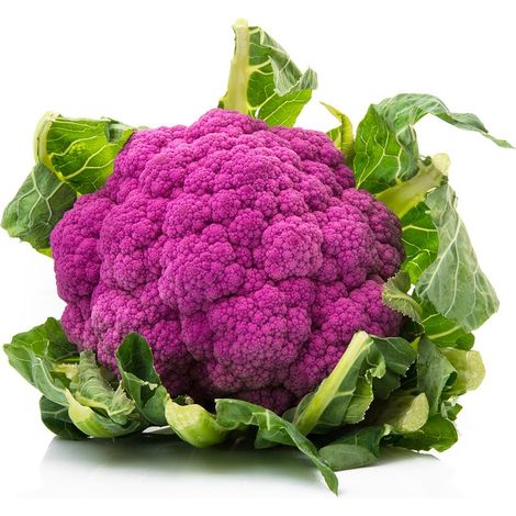Semi di cavolfiore violetto di Sicilia febbrarese piante per orto e giardino