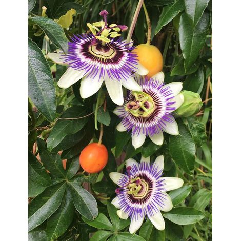 Passiflora Caerulea pianta rampicante in vaso ø9 cm