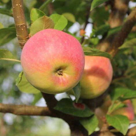 Pommier Festival Rouge®/Pot de 12L - Gobelet 3 ans
