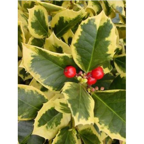 Houx 'Golden King' Pot de 2L/3L (1/2)