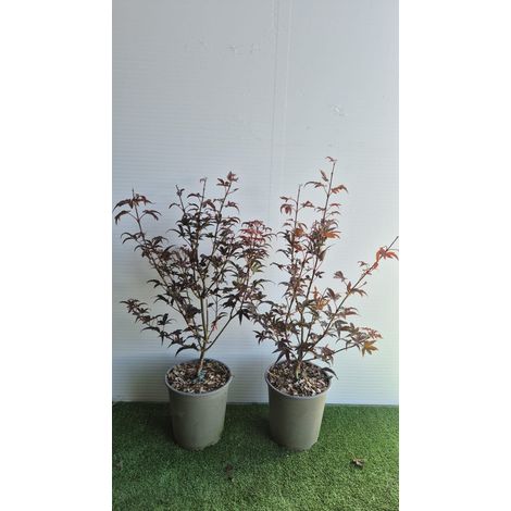 Acer Palmatum Skeeters Broom vaso 19 cm (foto reali)