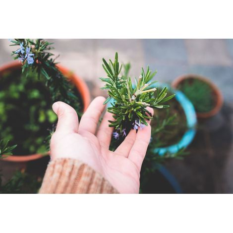 ROSMARINUS OFFICINALIS PROSTRATUS CESP.50