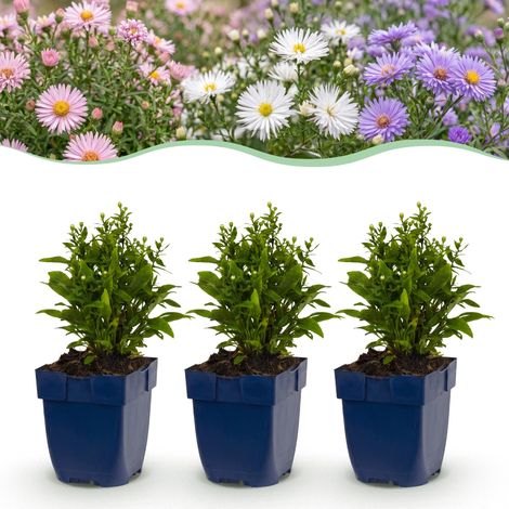 Aster Tricolore Plante Vivace Mellifère Jardin Violet Rose Blanc Lot de 24 Plants Pot 11cm - PANGIVO (1/5)