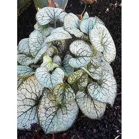 Buglosse de Sibérie 'Jack Frost' Godet de 7/8 cm (1/5)