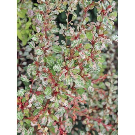Épine-vinette de Thunberg 'Natasza' Pot de 2L/3L (1/3)