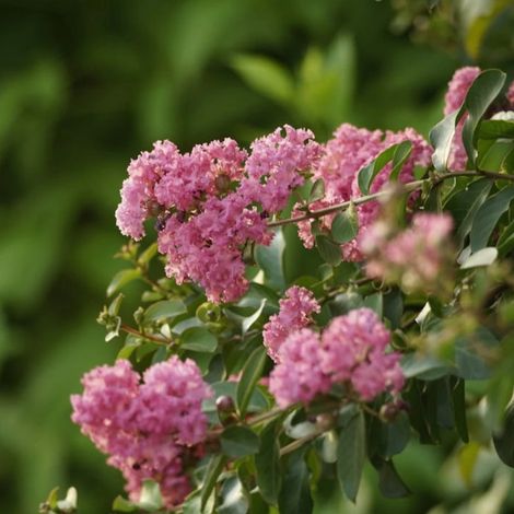 Lilas des indes Lilac Grand Sud® 'Minla18', Lagerstroemia/Pot de 7,5L - 60/80 cm