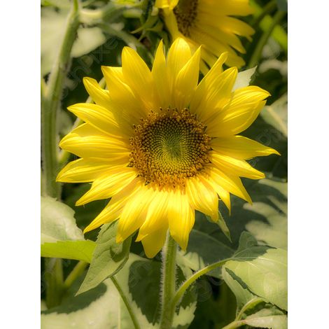 Soleil 'Zebulon' le sachet de 40 graines (1,7g) (1/2)