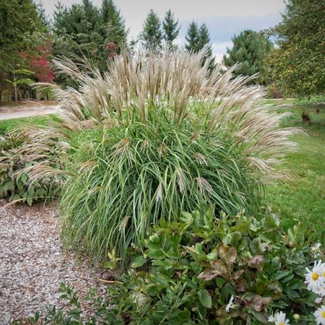 Miscanthus, Roseau de Chine Adagio/Godet (1/5)