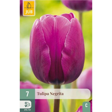 7 Tulipes Negrita Bordeaux