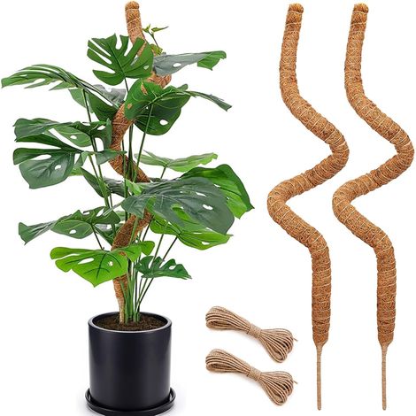 Filiyano-Tuteur en mousse pour plantes grimpantes, 120 cm, flexible, idéal pour le lierre Monstera (lot de 2). (1/5)