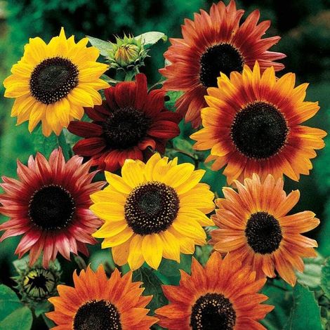 100 graines de tournesol coloré – Mélange de couleurs, idéal pour pollinisateurs et jardins de printemps (1/5)