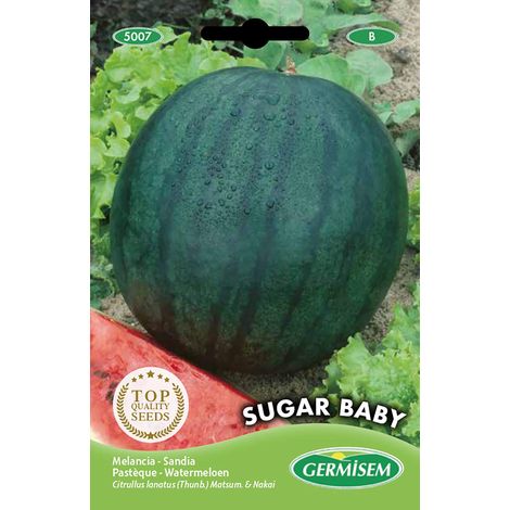 graines Pastèque SUGAR BABY
