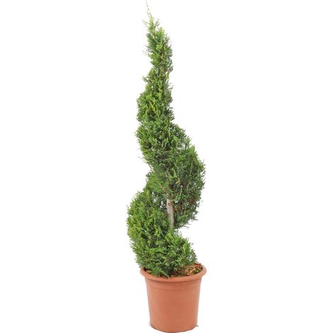 Cipresso a Spirale - Cupressocyparis Leylandii Castlewellan Gold - H 90-110 cm Vaso Ø 24 cm (1/3)