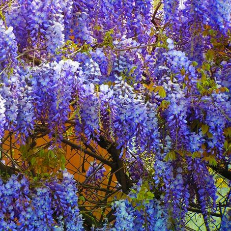 Pépinières Naudet – Glycine de Chine Bleue – Plante grimpante parfumée – Fleurs violettes en grappes – Rusticité jusqu'à -15°C – Pour habillage de murs et clôtures