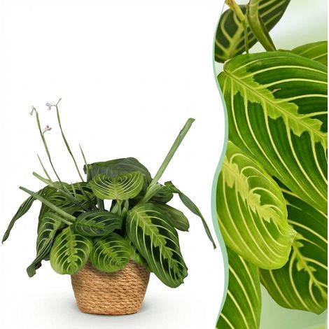 Plante d'intérieur Maranta Fascinator Lemon Lime - Plante de prière avec Panier - Pot 12cm H25cm - PANGIVO (1/5)