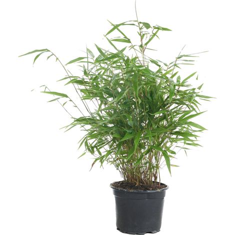 Bloomique - Fargesia Rufa - Bambou - Non traçant - Rustique - Persistant - Plantes de jardin - Hauteur 40-60 cm - Pot 17 cm