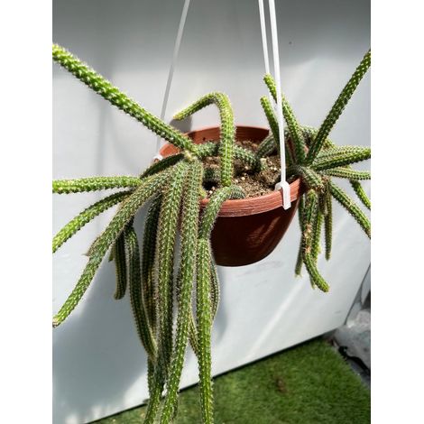 Aporocactus Flagelliformis Mousetail plante succulente suspendue photos réelles