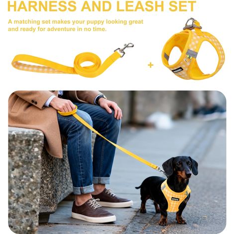 Harnais pour Chien et Chat avec Laisse Ensemble Confortable et Respirant Réglable avec Bandes Réfléchissantes (1/5)