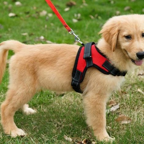 [S] Harnais chien anti traction, Harnais de securite pour chien, Réfléchissant Gilet pour Randonnée Trajet Voiture Rouge (1/4)